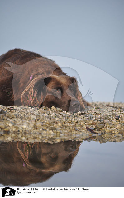 liegender M�nsterl�nder-Mix / lying mongrel / AG-01114
