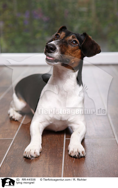 liegender Jack-Russell-Dackel-Mix / lying mongrel / RR-44506