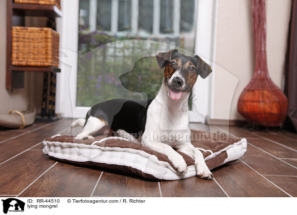 liegender Jack-Russell-Dackel-Mix / lying mongrel / RR-44510