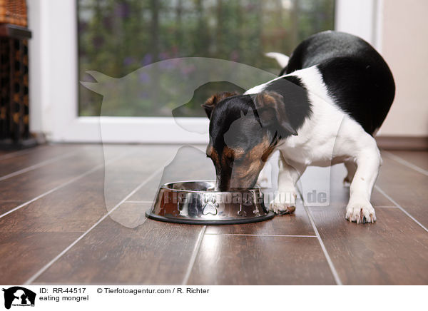 fressender Jack-Russell-Dackel-Mix / eating mongrel / RR-44517
