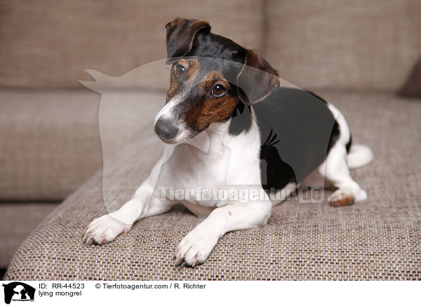 liegender Jack-Russell-Dackel-Mix / lying mongrel / RR-44523