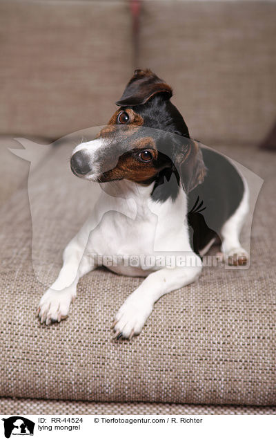 liegender Jack-Russell-Dackel-Mix / lying mongrel / RR-44524