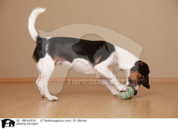 spielender Jack-Russell-Dackel-Mix / playing mongrel / RR-44534