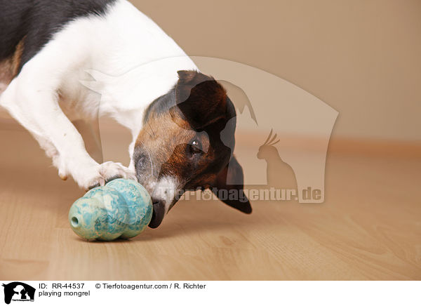 spielender Jack-Russell-Dackel-Mix / playing mongrel / RR-44537