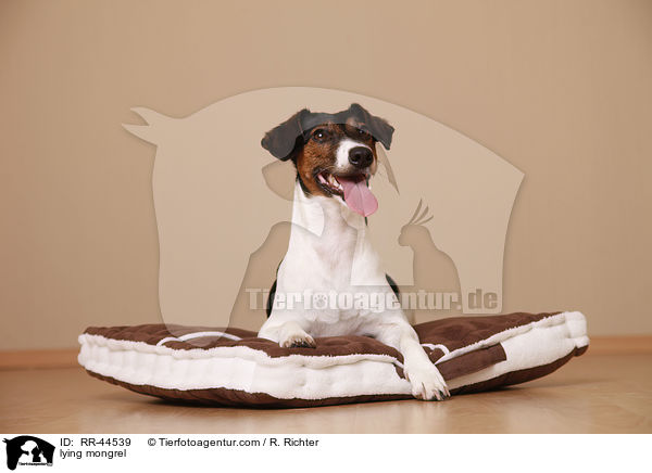 liegender Jack-Russell-Dackel-Mix / lying mongrel / RR-44539
