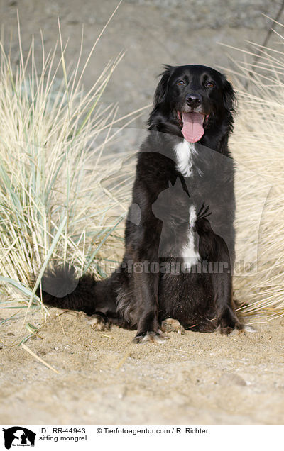 sitzender Mischling / sitting mongrel / RR-44943
