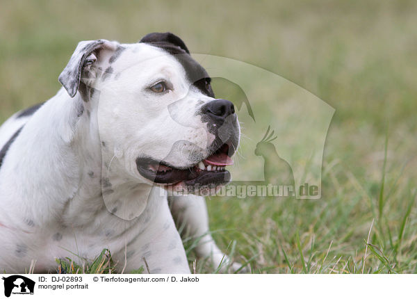 Bulldoggen-Mix Portrait / mongrel portrait / DJ-02893