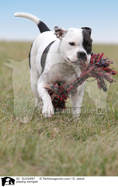 spielender Bulldoggen-Mix / playing mongrel / DJ-02897