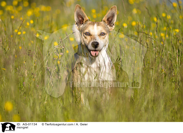 Jack-Russel-Mix / mongrel / AG-01134