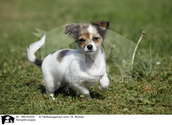 Chihuahua-Jack-Russell-Terrier-Mix Welpe / mongrel puppy / RR-45454