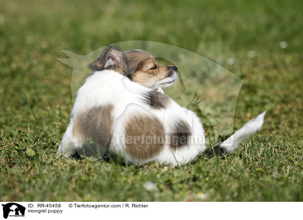 Chihuahua-Jack-Russell-Terrier-Mix Welpe / mongrel puppy / RR-45458