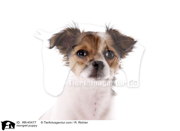 mongrel puppy / RR-45477