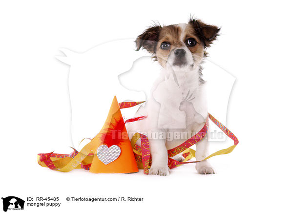 Chihuahua-Jack-Russell-Terrier-Mix Welpe / mongrel puppy / RR-45485
