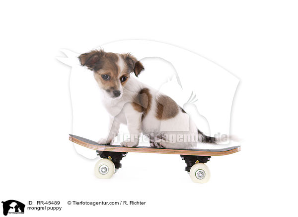 Chihuahua-Jack-Russell-Terrier-Mix Welpe / mongrel puppy / RR-45489