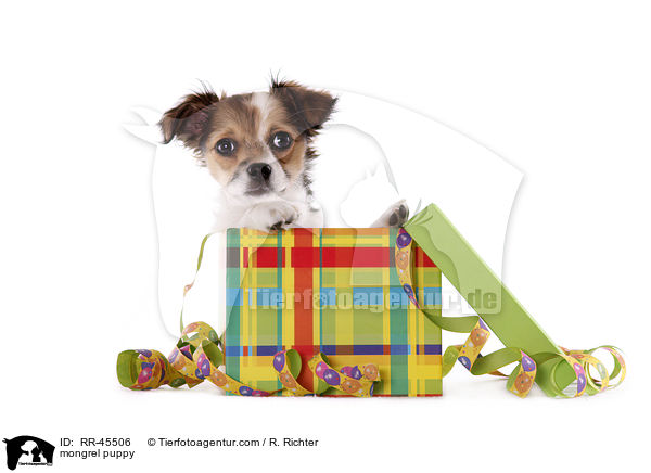 Chihuahua-Jack-Russell-Terrier-Mix Welpe / mongrel puppy / RR-45506