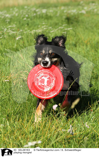 spielender Border-Collie-Mix / playing mongrel / SS-28163