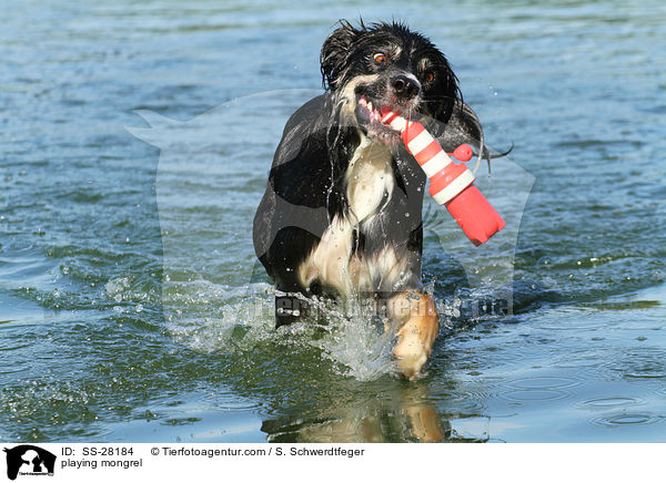 spielender Border-Collie-Mix / playing mongrel / SS-28184