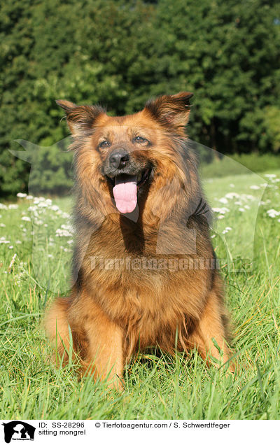 sitzender Spitz-Mix / sitting mongrel / SS-28296