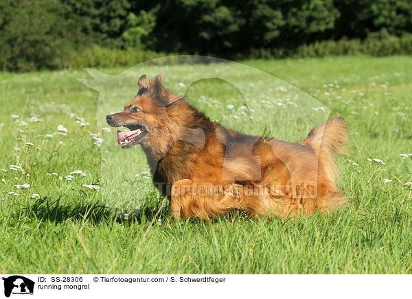 rennender Spitz-Mix / running mongrel / SS-28306