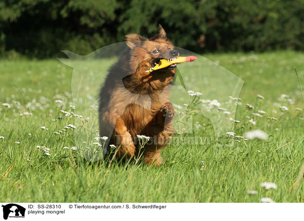 spielender Spitz-Mix / playing mongrel / SS-28310