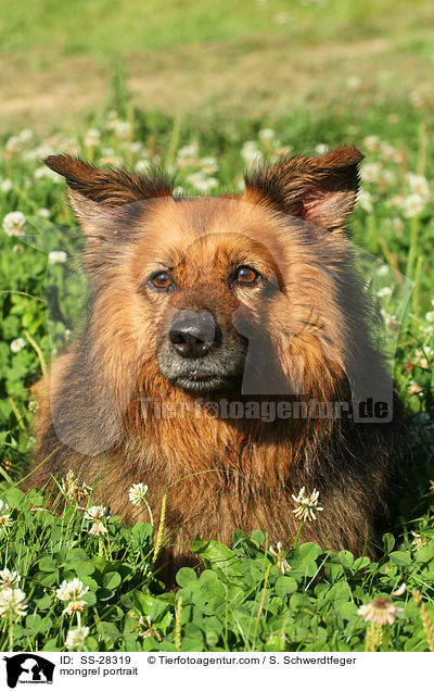 Spitz-Mix Portrait / mongrel portrait / SS-28319