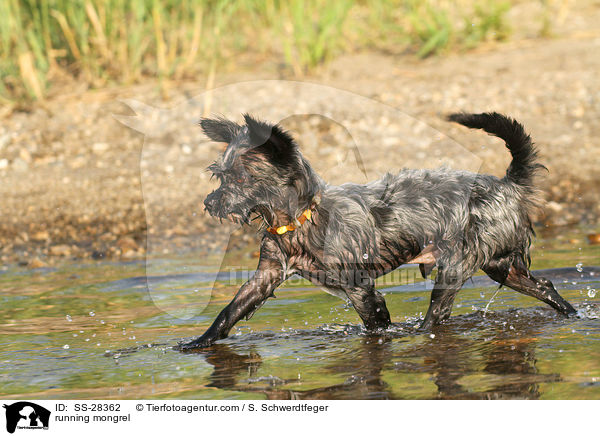 rennender Yorkshire-Malteser-Mix / running mongrel / SS-28362