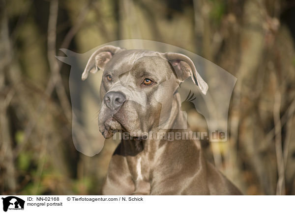 Boxer-Weimaraner-Mix Portrait / mongrel portrait / NN-02168