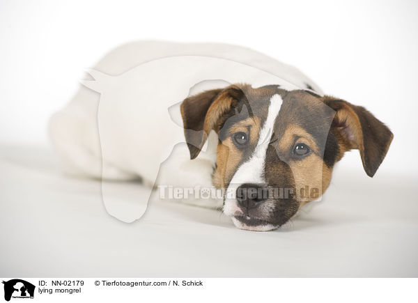 liegender Mischling / lying mongrel / NN-02179