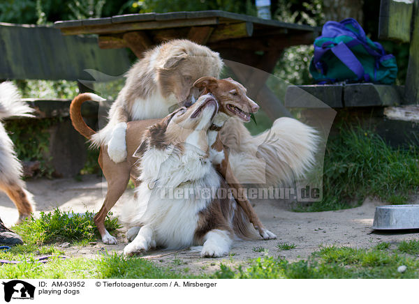 spielende Hunde / playing dogs / AM-03952