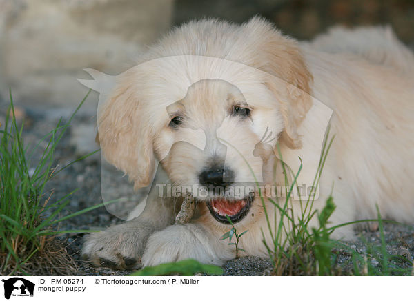 Schnauzer-Golden-Retriever-Mix Welpe / mongrel puppy / PM-05274