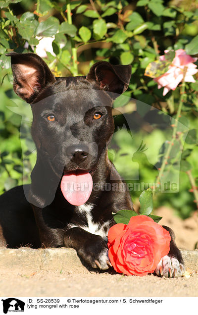 liegender Staffordshire-Mix mit Rose / lying mongrel with rose / SS-28539