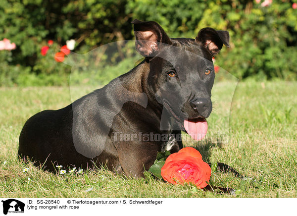 liegender Staffordshire-Mix mit Rose / lying mongrel with rose / SS-28540