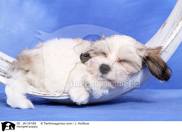 Malteser-Mix Welpe / mongrel puppy / JH-16189