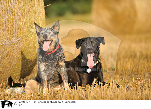 2 Hunde / 2 dogs / YJ-05137