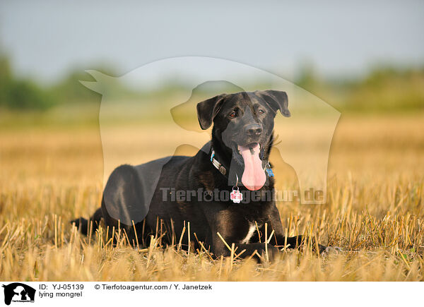 liegender Mischling / lying mongrel / YJ-05139