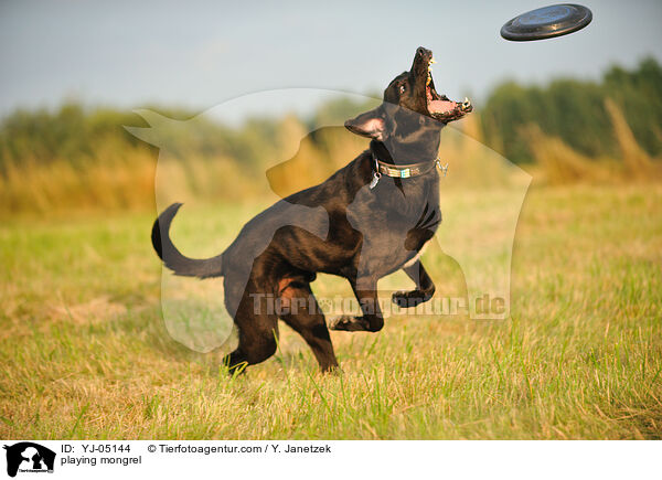 spielender Mischling / playing mongrel / YJ-05144