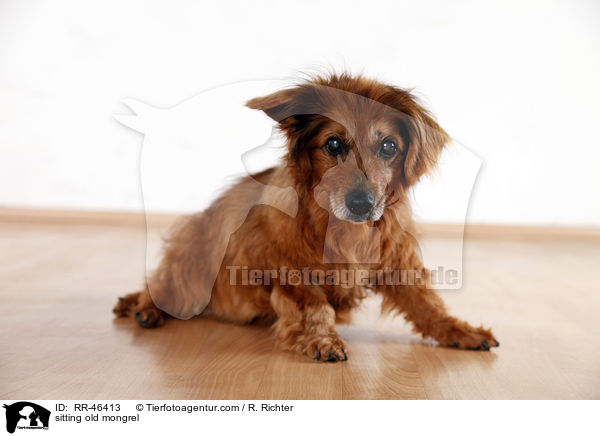 sitzender alter Mischling / sitting old mongrel / RR-46413