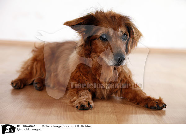 liegender alter Mischling / lying old mongrel / RR-46415