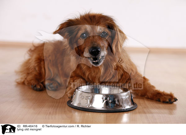 liegender alter Mischling / lying old mongrel / RR-46416