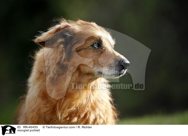 Mischling Portrait / mongrel portrait / RR-46450