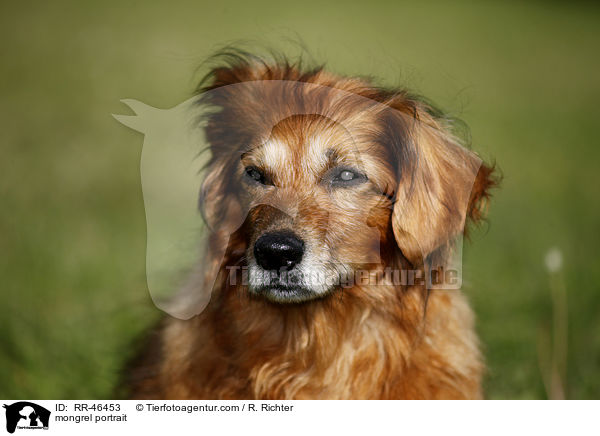 Mischling Portrait / mongrel portrait / RR-46453