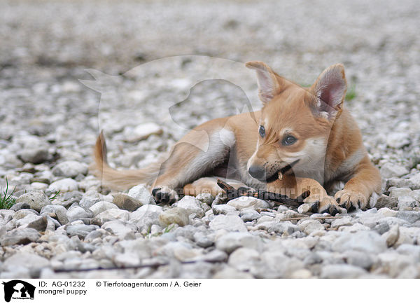 Mischling Welpe / mongrel puppy / AG-01232