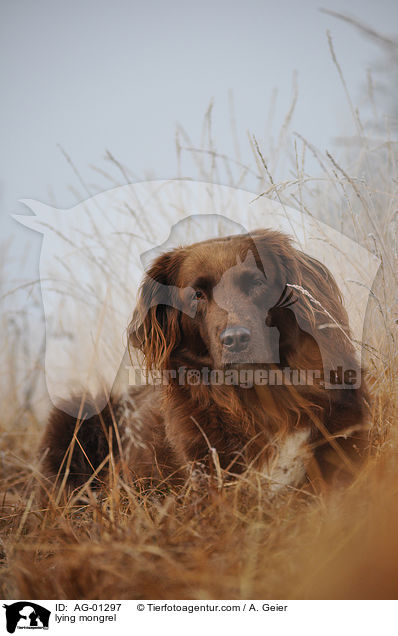 liegender Mnsterlnder-Mix / lying mongrel / AG-01297