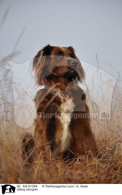 sitzender Mnsterlnder-Mix / sitting mongrel / AG-01298