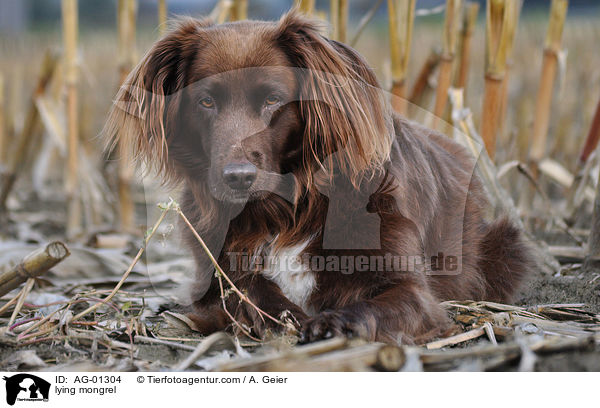 liegender Mnsterlnder-Mix / lying mongrel / AG-01304
