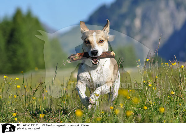 spielender Jack-Russell-Mix / playing mongrel / AG-01312