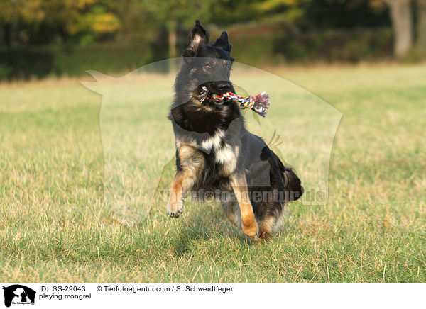 spielender Mischling / playing mongrel / SS-29043