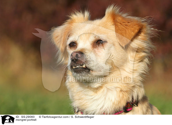Chihuahua-Mix Portrait / mongrel portrait / SS-29060