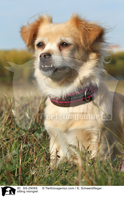 sitzender Chihuahua-Mix / sitting mongrel / SS-29069