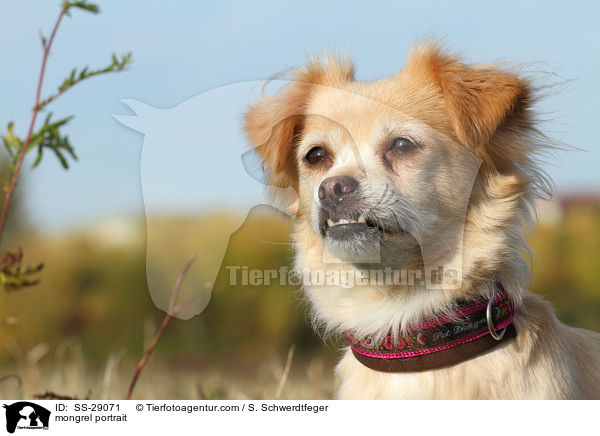 Chihuahua-Mix Portrait / mongrel portrait / SS-29071